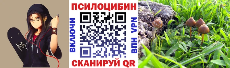 где можно купить   Змеиногорск  Галлюциногенные грибы Cubensis 